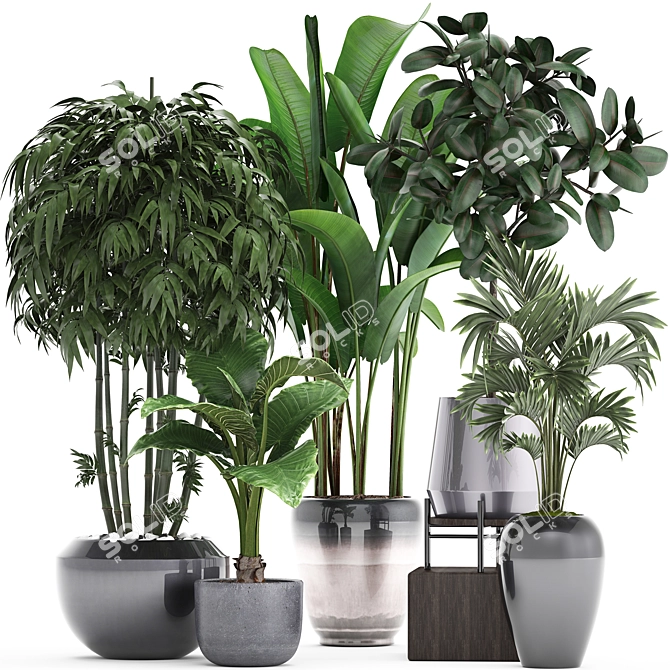 Exotic Plant Collection 3D model image 1