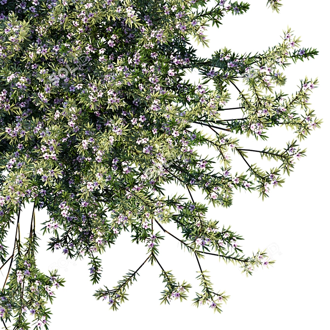 Heavenly Coleonema: Vibrant and Versatile 3D model image 1