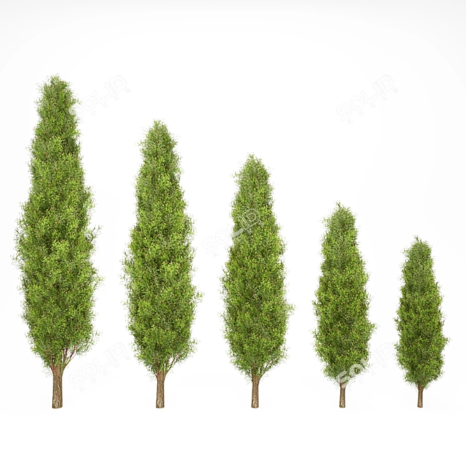 Mediterranean Cypress Shrub: V-Ray Ready 3D model image 1