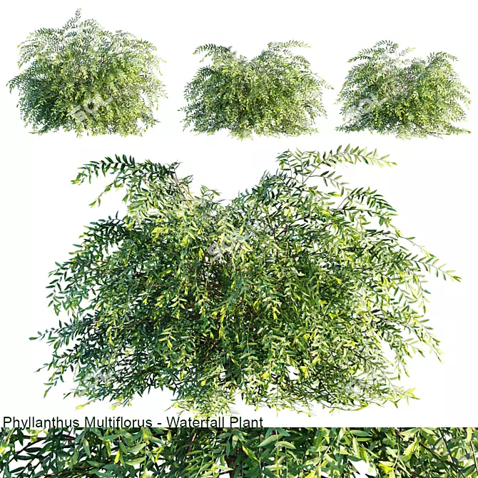 Graceful Cascading Phyllanthus Multiflorus 3D model image 1