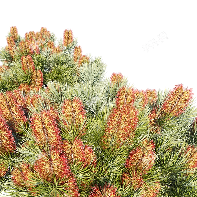 Coastal Banksia Hairpin: Exquisite 3D Model 3D model image 3