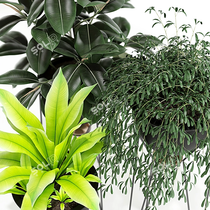 Exquisite MADRE SELVA GRANDE Plants 3D model image 2