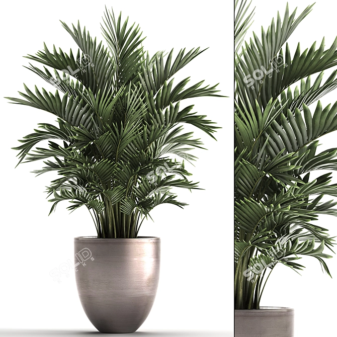 Exotic Indoor Plant Collection with Palm - Kentia & Howea Forsteriana 3D model image 1