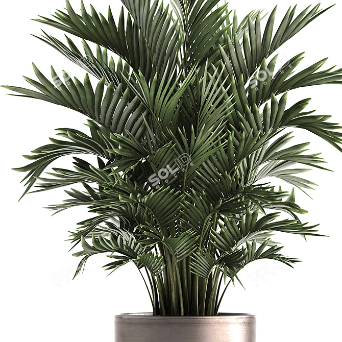 Exotic Indoor Plant Collection with Palm - Kentia & Howea Forsteriana 3D model image 2