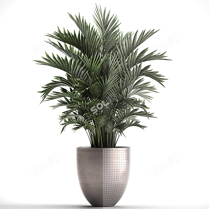 Exotic Indoor Plant Collection with Palm - Kentia & Howea Forsteriana 3D model image 3