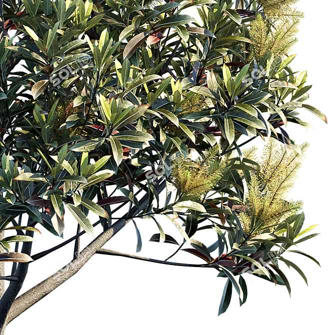 Exquisite Darlingia Darlingiana: Brown Silky Oak 3D model image 2