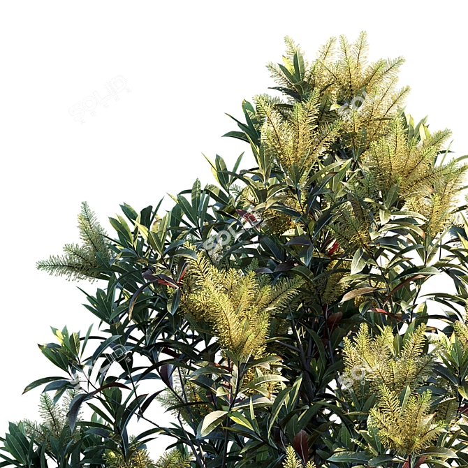 Exquisite Darlingia Darlingiana: Brown Silky Oak 3D model image 3