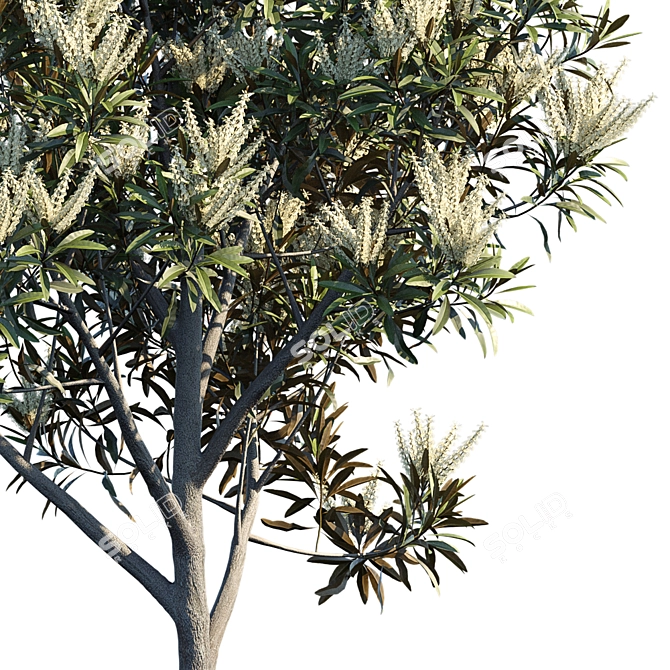 Silky Oak Tree: Grevillea Baileyana 3D model image 2