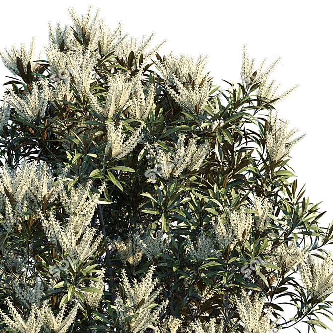 Silky Oak Tree: Grevillea Baileyana 3D model image 3