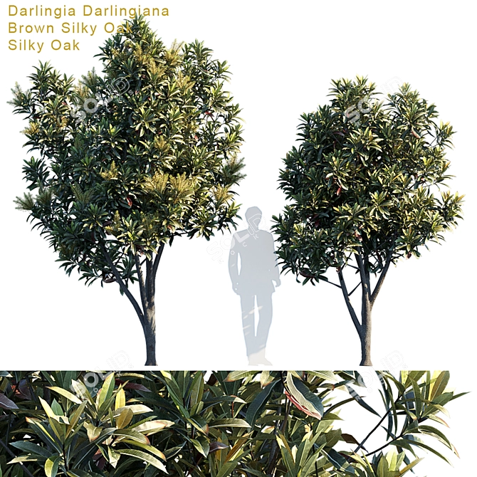 Silky Oak Tree - Darlingia Darlingiana 3D model image 1