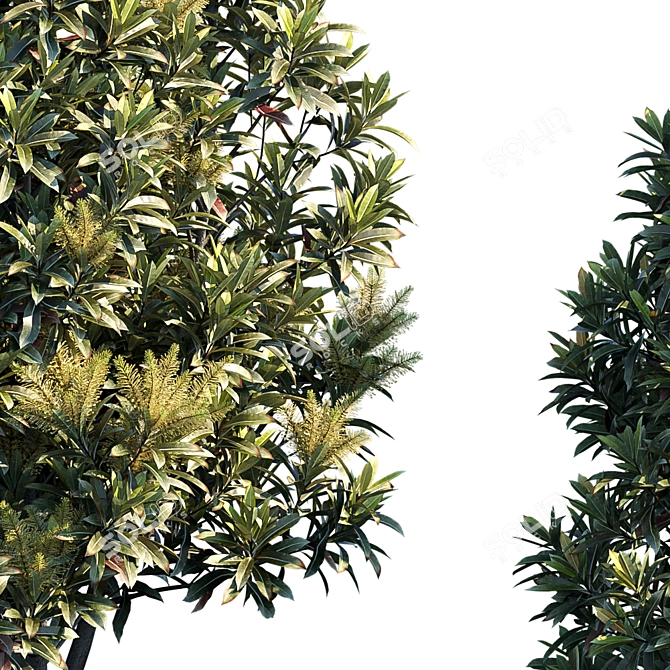 Silky Oak Tree - Darlingia Darlingiana 3D model image 2