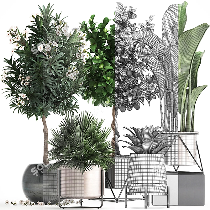 Exotic Plant Collection: Banana Palm, Ravenala, Lime 3D model image 3