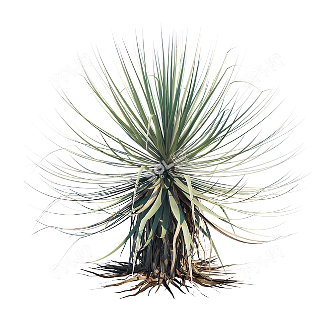 Thompson's Yucca: Versatile Beaked Beauty 3D model image 2