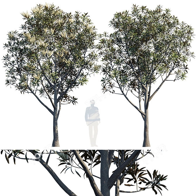 Baileyana Brown Silky Oak: Stunning Grevillea 3D model image 1