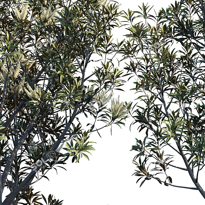 Baileyana Brown Silky Oak: Stunning Grevillea 3D model image 2