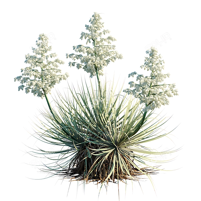 Thompson's Yucca | Beaked Yucca Model 3D model image 2