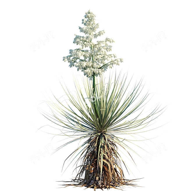 Thompson's Yucca | Beaked Yucca Model 3D model image 3