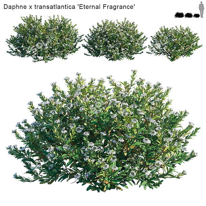 Eternal Fragrance: Daphne x Transatlantica 3D model image 1