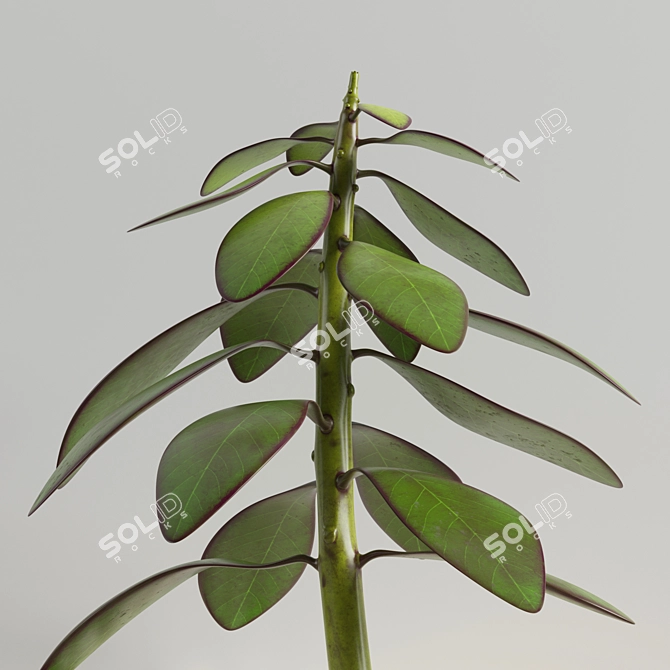 Modern 3D Decor Plant 3D model image 2