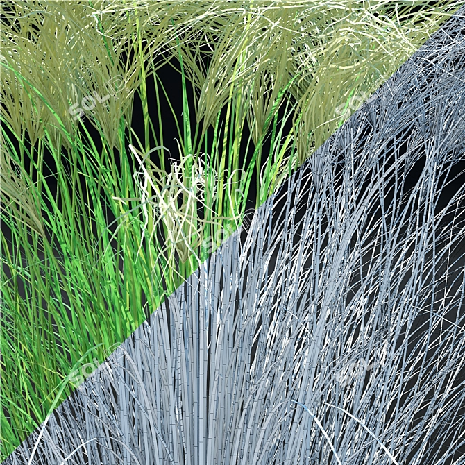 Feathery Beauty: Thinnest Fern | Stipa tenuissima 3D model image 2