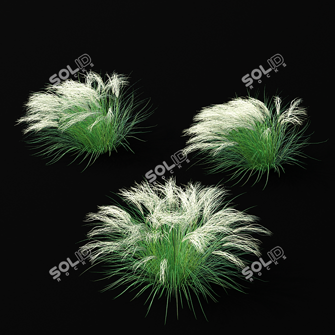 Feathery Beauty: Thinnest Fern | Stipa tenuissima 3D model image 3