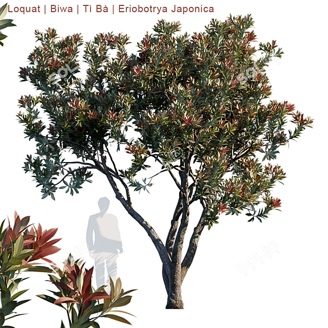 Eriobotrya Japonica Tree: Vibrant & Realistic Model 3D model image 1