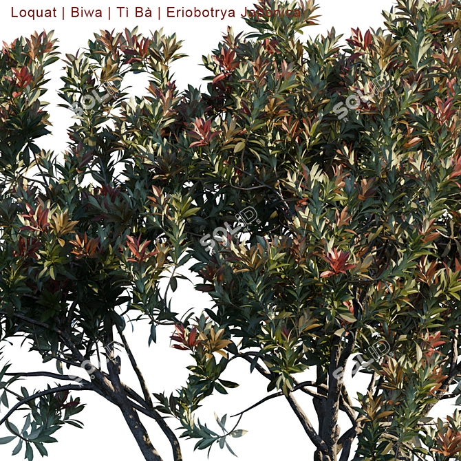 Eriobotrya Japonica Tree: Vibrant & Realistic Model 3D model image 3