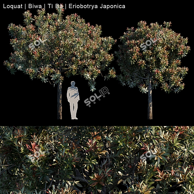 Exquisite Loquat Biwa - Japanese Fruit 3D model image 1