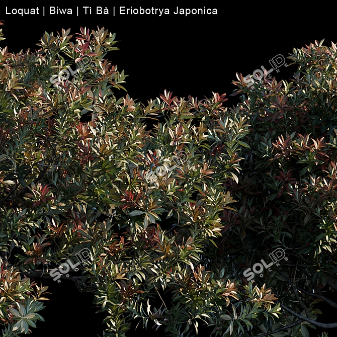 Exquisite Loquat Biwa - Japanese Fruit 3D model image 2