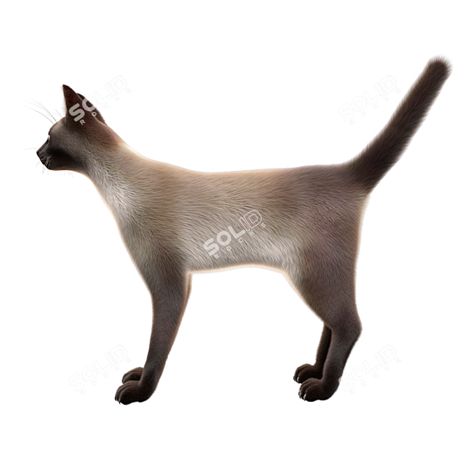 Title: Poseable Siamese Cat Model 3D model image 2