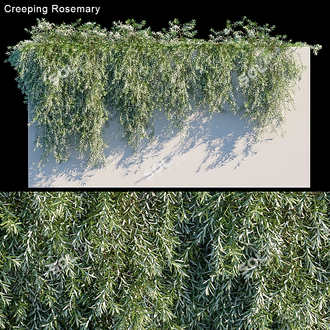 Evergreen Beauty: Creeping Rosemary 3D model image 1