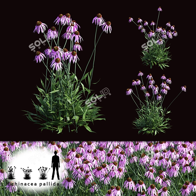 Echinacea Pale Flowers | Natural Pollen Boost 3D model image 1