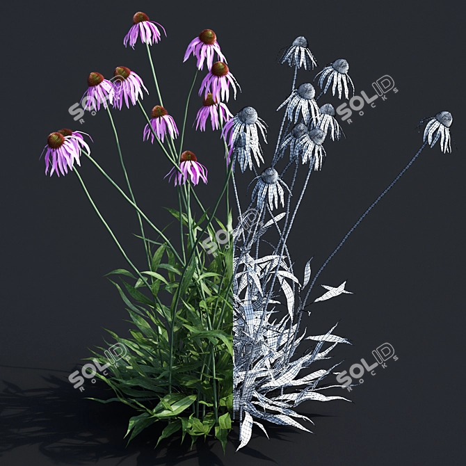 Echinacea Pale Flowers | Natural Pollen Boost 3D model image 2