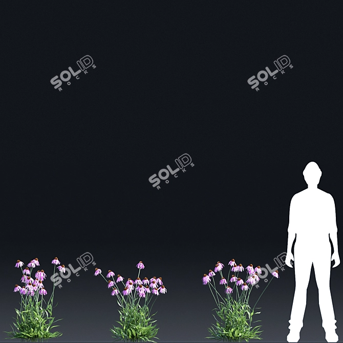 Echinacea Pale Flowers | Natural Pollen Boost 3D model image 3