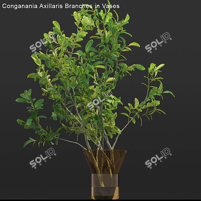 Conganania Axillaris Branches - Elegant Vase Decor 3D model image 3