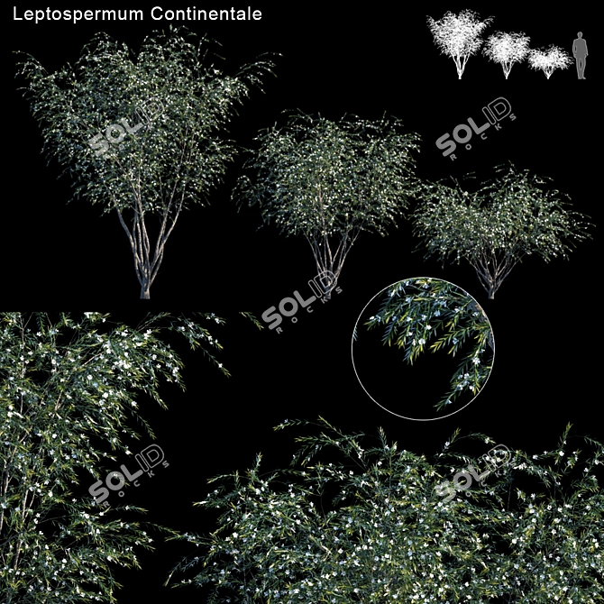 Prickly Tea-tree: Leptospermum Continentale 3D model image 1