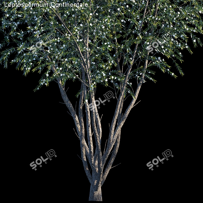 Prickly Tea-tree: Leptospermum Continentale 3D model image 2