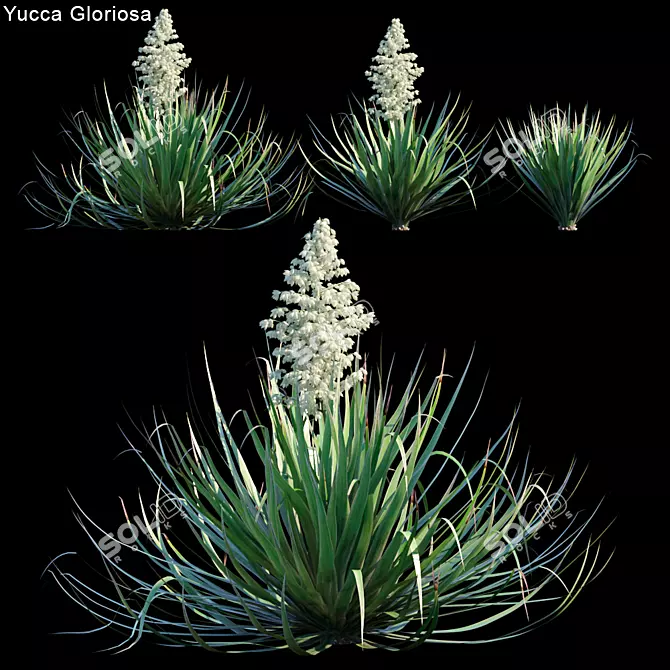 Glorious Yucca: 3 Variations 3D model image 1