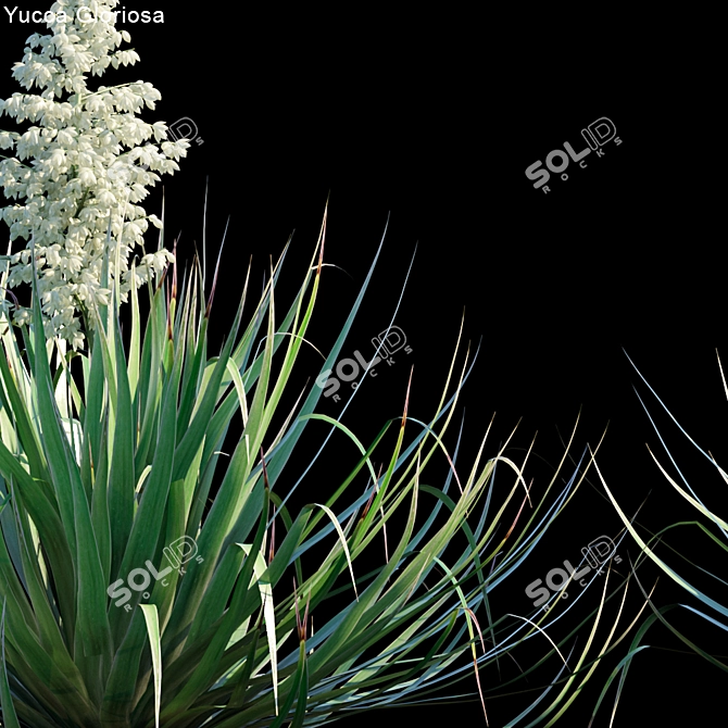 Glorious Yucca: 3 Variations 3D model image 2