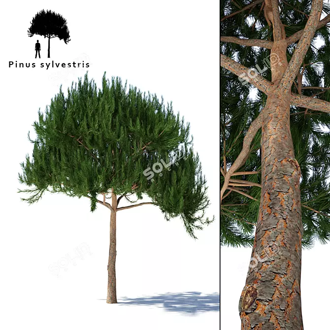 Premium Pine Timber | High-Quality Pinus Sylvestris 3D model image 1