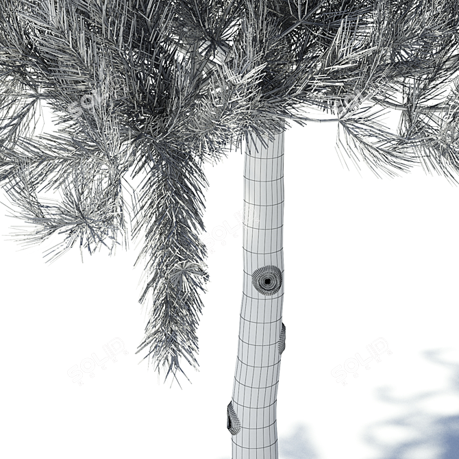 Premium Pine Timber | High-Quality Pinus Sylvestris 3D model image 3