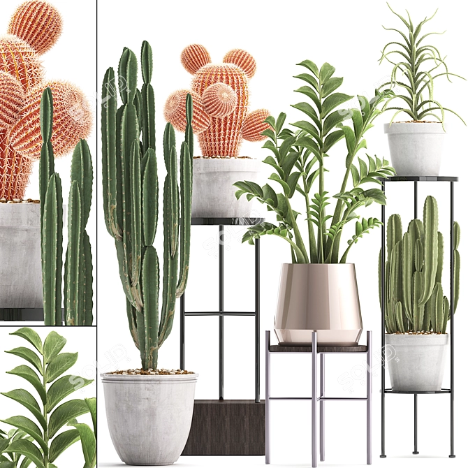 Exotic Plant Collection: Cactus Set 3D model image 1