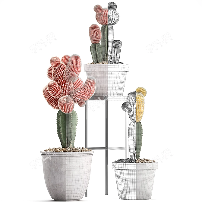 Exotic Cactus Collection 3D model image 3
