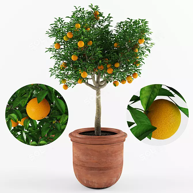 Ornamental Mandarin Orange Tree 3D model image 1