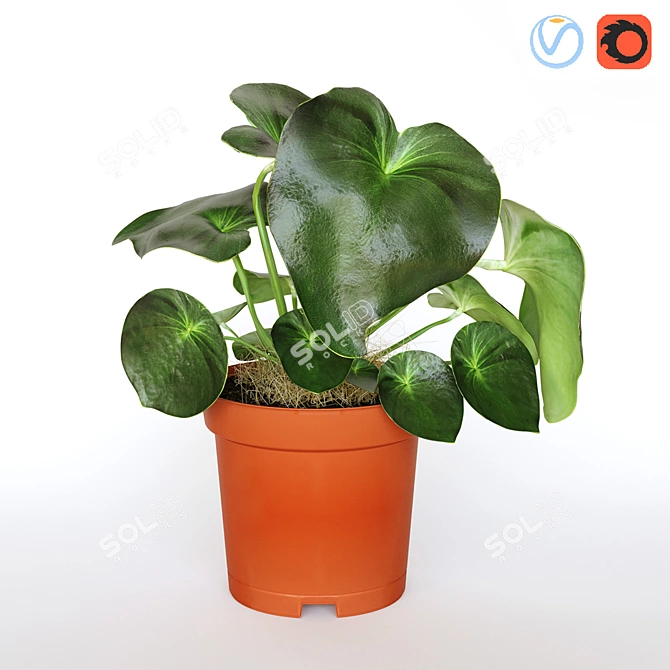 Multifaceted Peperomia: Indoor Cultivated Plant 3D model image 1