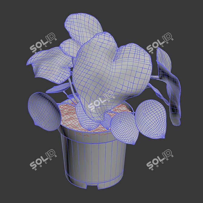 Multifaceted Peperomia: Indoor Cultivated Plant 3D model image 2