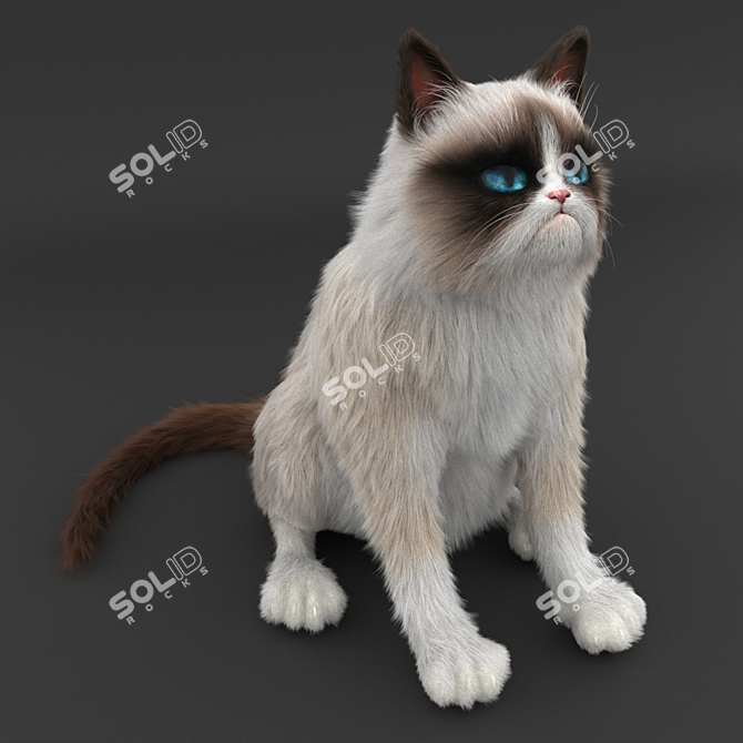 Grumpy Cat Contest: Enter Now! 3D model image 1