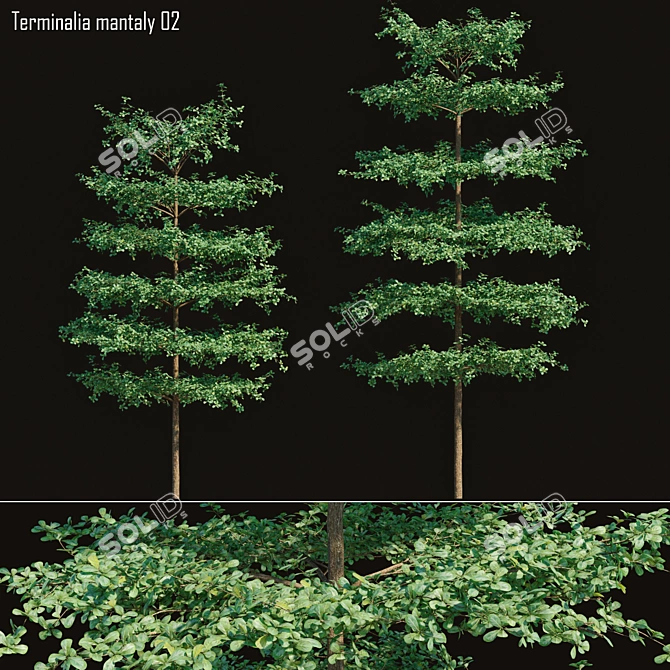 Spiny Bucida: Dwarf Ornamental Tree 3D model image 1
