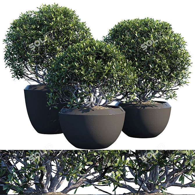 Greenery Delight: Potted Plant Trio 3D model image 1