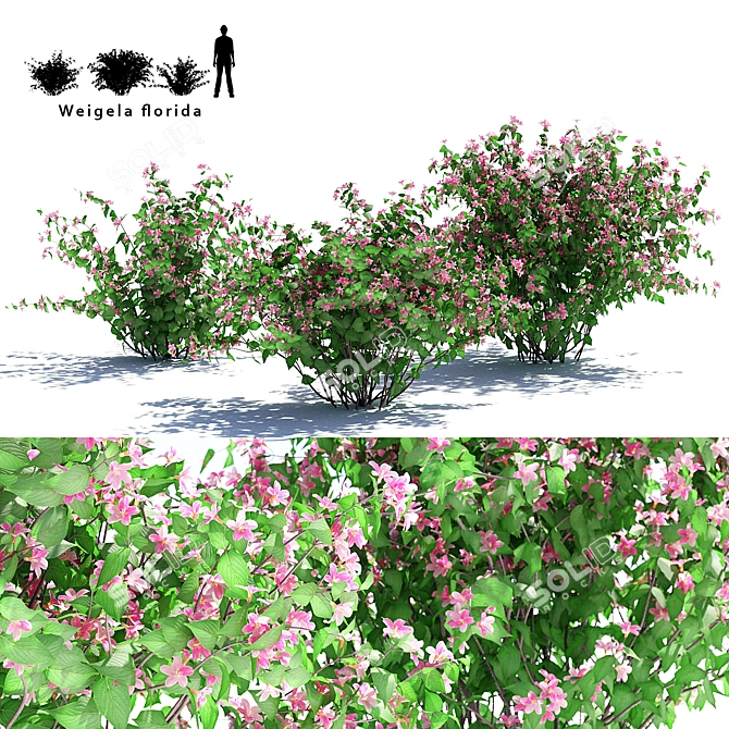 Flowering Weigela Bush Trio | Weigela Florida 3D model image 1